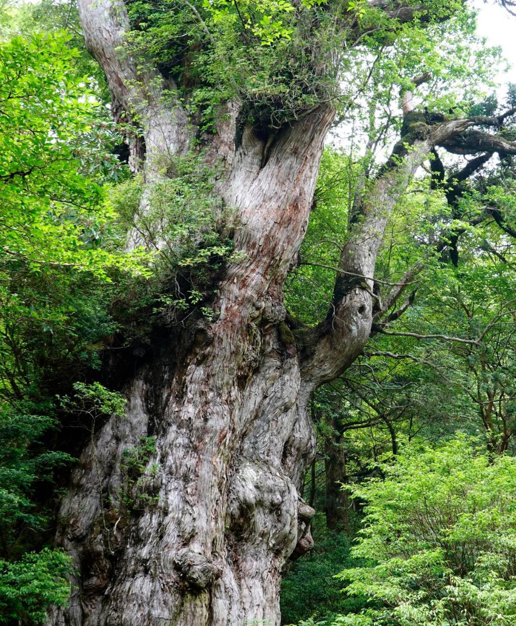 Hotel Yakushima Sanso Экстерьер фото